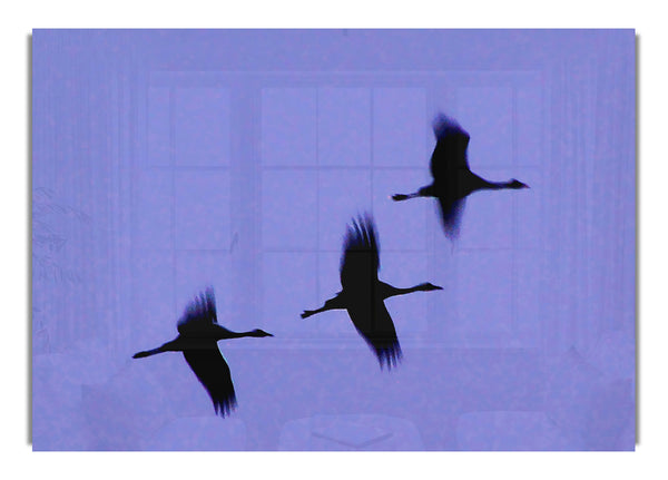 Geese Trio In Flight Purple