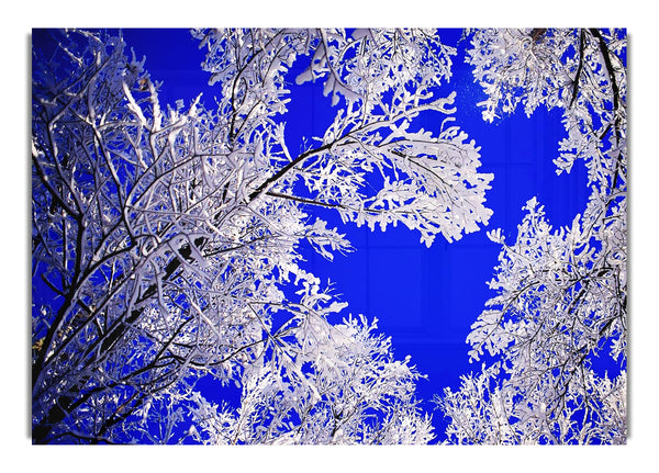 Winter Eis Baum im Sonnenlicht