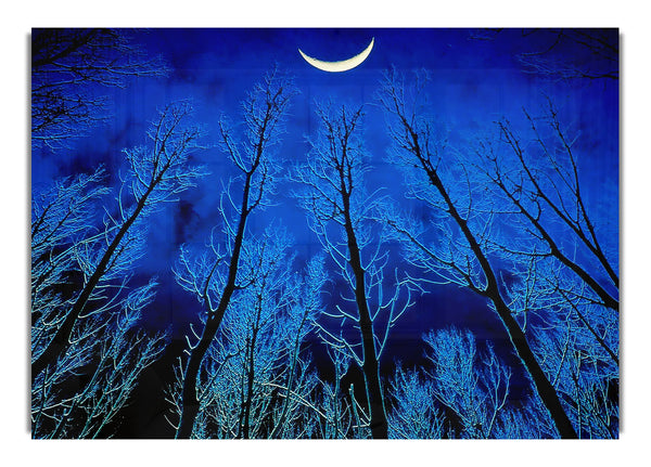 Forest By Moonlight