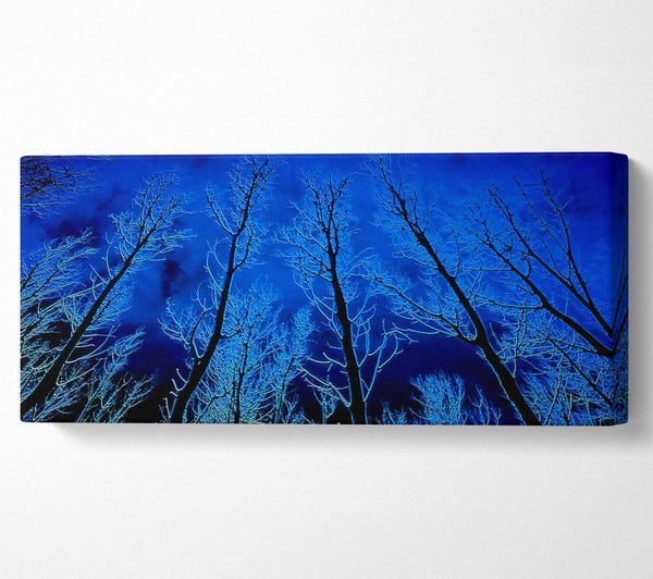 Forest By Moonlight