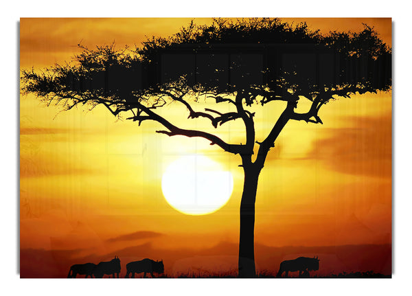 African Safari Tree In Sunlight