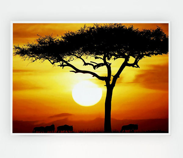 African Safari Tree In Sunlight Print Poster Wall Art