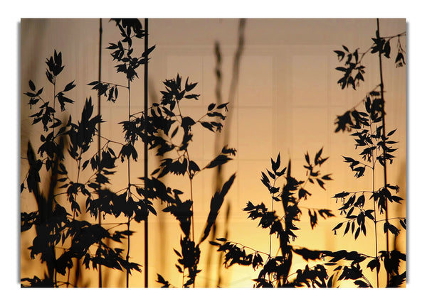 Sonnenlicht durch das Schilf