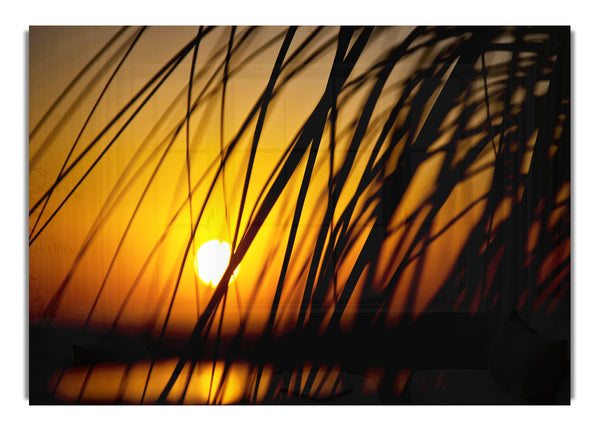 Golden Sun Through The Reeds