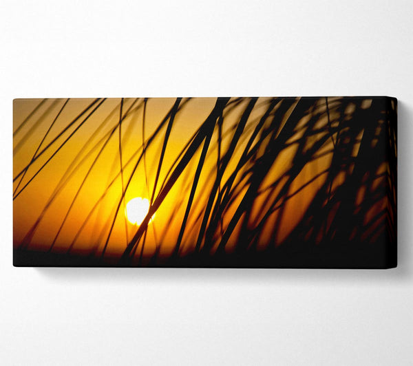 Golden Sun Through The Reeds