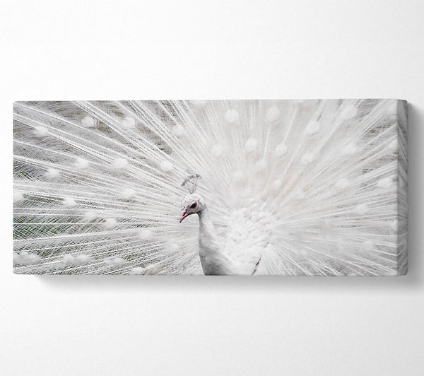 Weißer Pfau