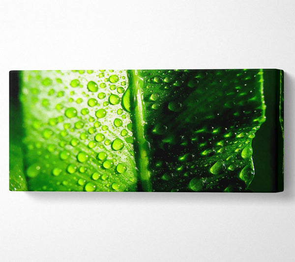 Green Leaf Dew Drop