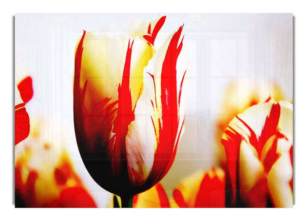 Tulpenköpfe