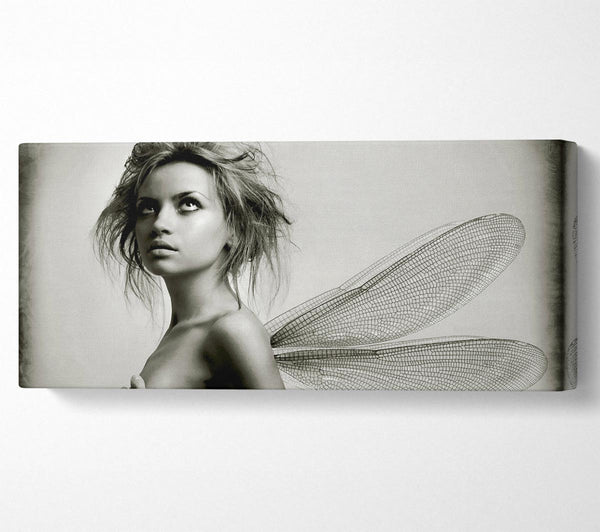 Exotic Fairy Wings Close-up