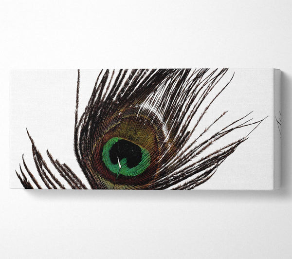 Peacock Eye Feather