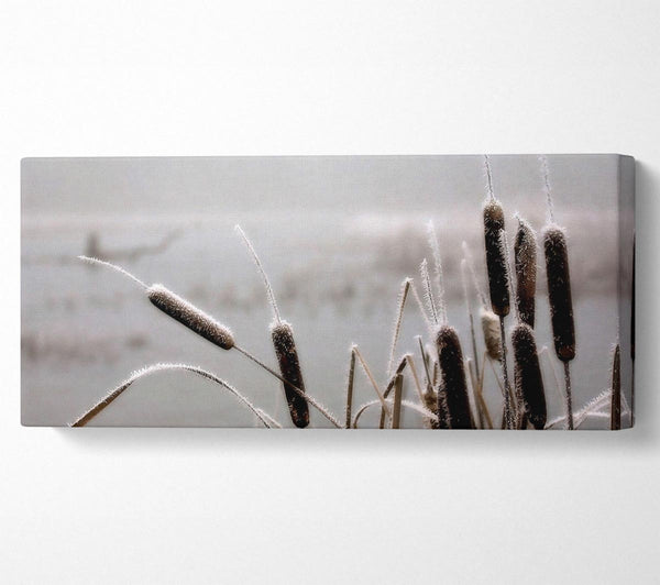 Frosted Cattails