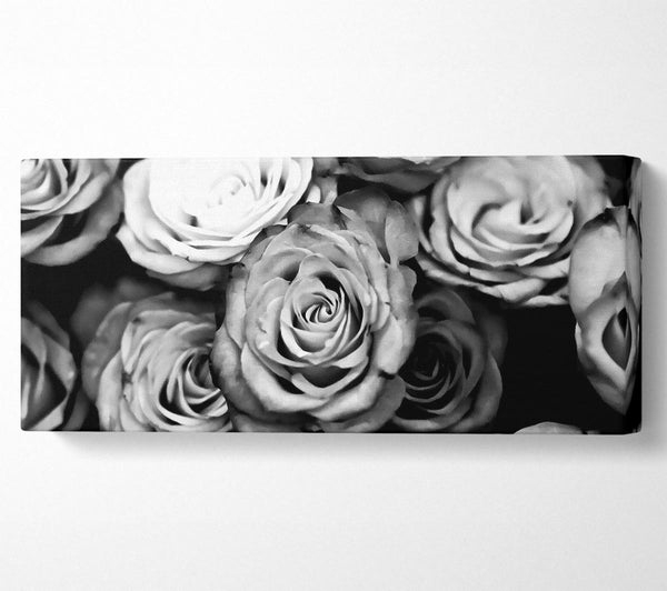 Rosen schwarz und weiß