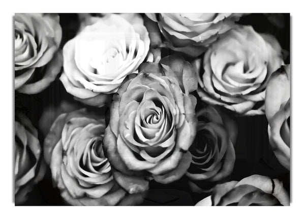 Roses Black And White