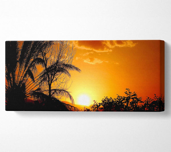 Schöne Bäume bei Sonnenuntergang
