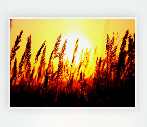 Beautiful Sun Rise Reeds Print Poster Wall Art