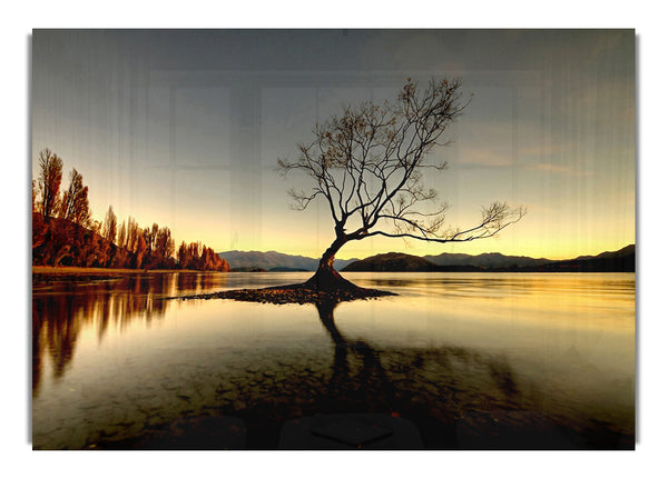 Einsamer Seebaum