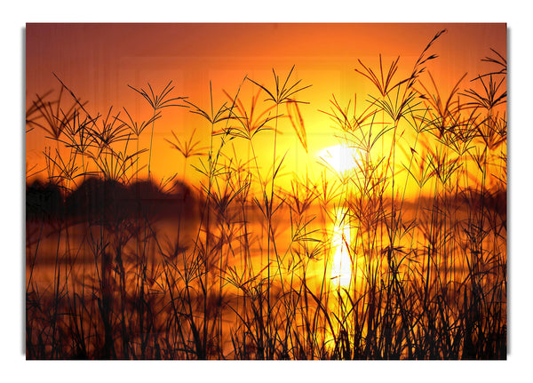 Sonnenuntergang Licht Sommer