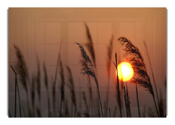 Schilfsilhouette bei Sonnenuntergang