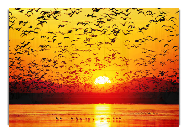 Die Vögel im goldenen Sonnenuntergang
