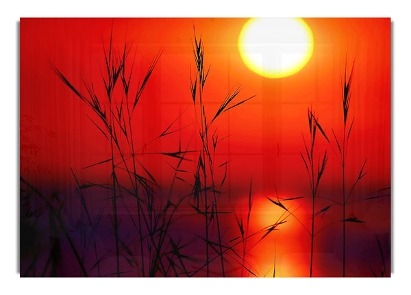 Sonne durch das rote Schilf