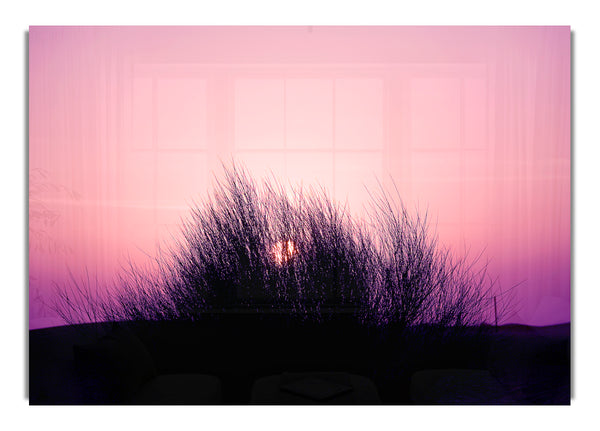 Die Sonne schilf rosa