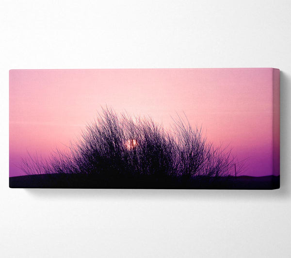 Die Sonne schilf rosa