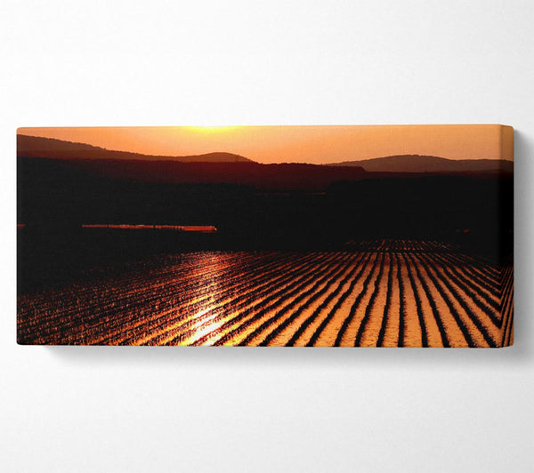 Sonnenuntergang über dem Weizenfeld