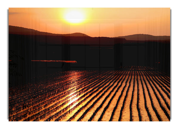 Sonnenuntergang über dem Weizenfeld