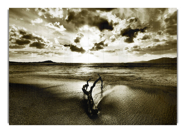 Treibholz Sepia