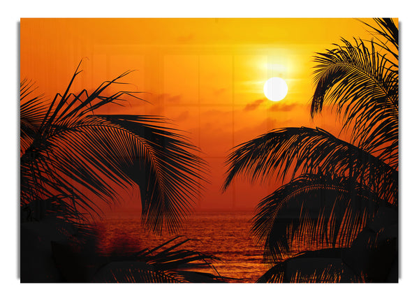 Orange Palmensonne