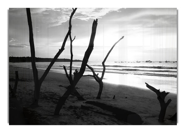 Treibholzstrand B~w