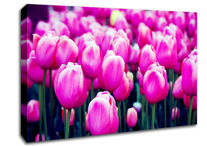  A Canvas Print of A Field Of Pink Tulips Canvas Print