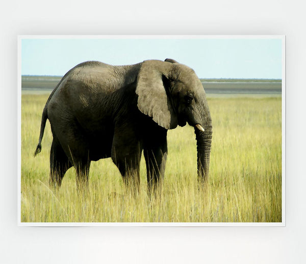 African Elephant Namibia Print Poster Wall Art