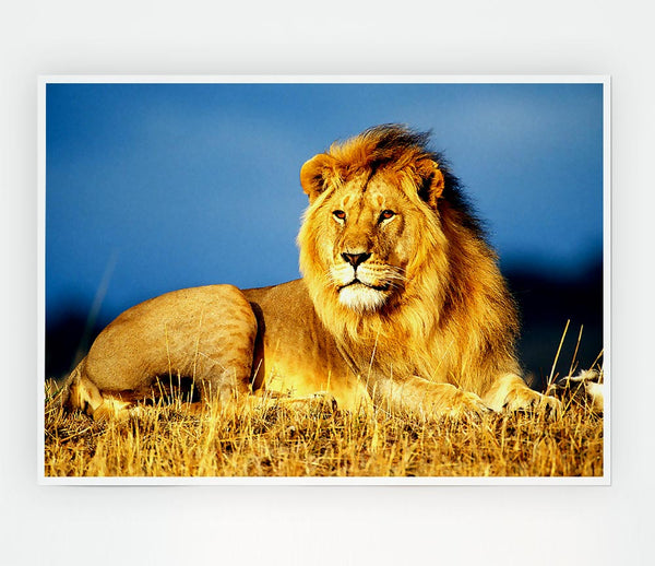 African Lion King Print Poster Wall Art