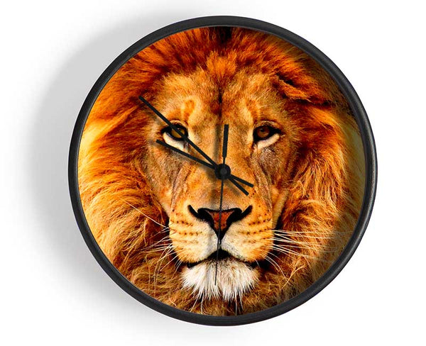 African Lion Clock - Wallart-Direct UK