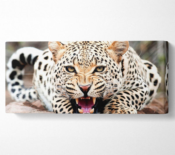 Erstaunlicher Gepard
