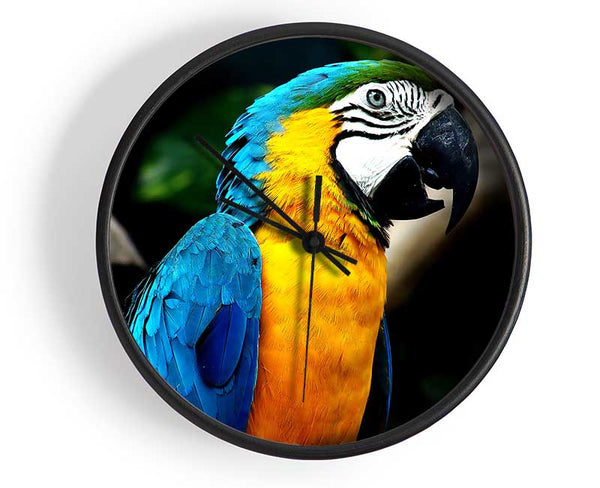 Amazing Parrot Clock - Wallart-Direct UK