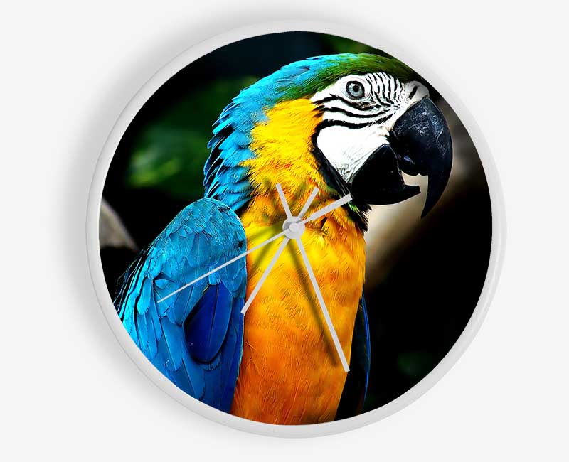 Amazing Parrot Clock - Wallart-Direct UK