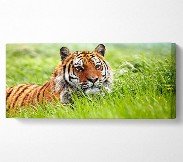 Erstaunlicher sibirischer Tiger