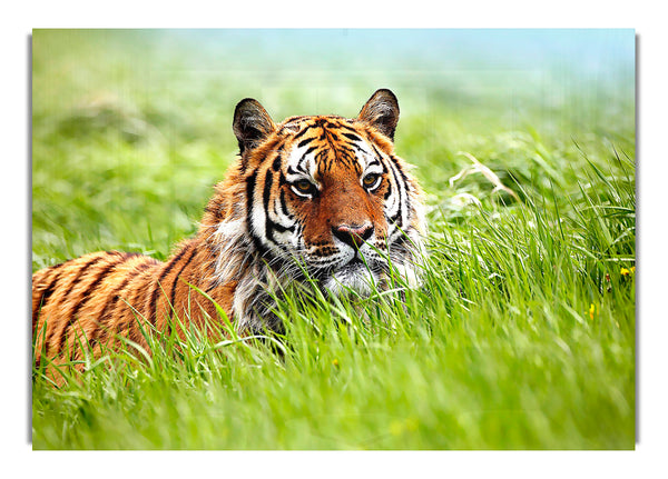 Amazing Siberian Tiger