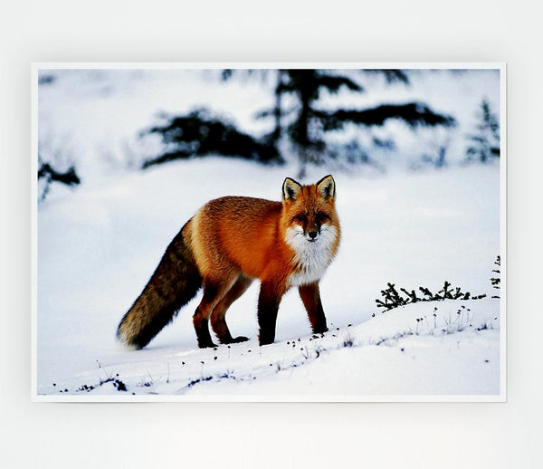 Arctic Fox In Snow Print Poster Wall Art