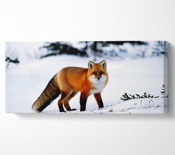 Polarfuchs im Schnee