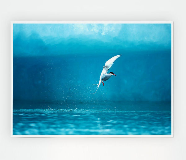 Arctic Tern Print Poster Wall Art