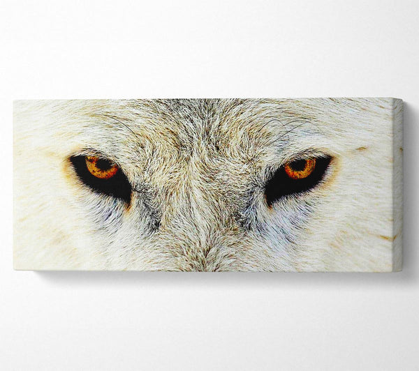 Augen eines arktischen Wolfes