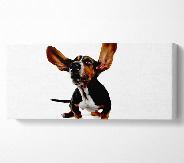 Bassett Hound Ohren