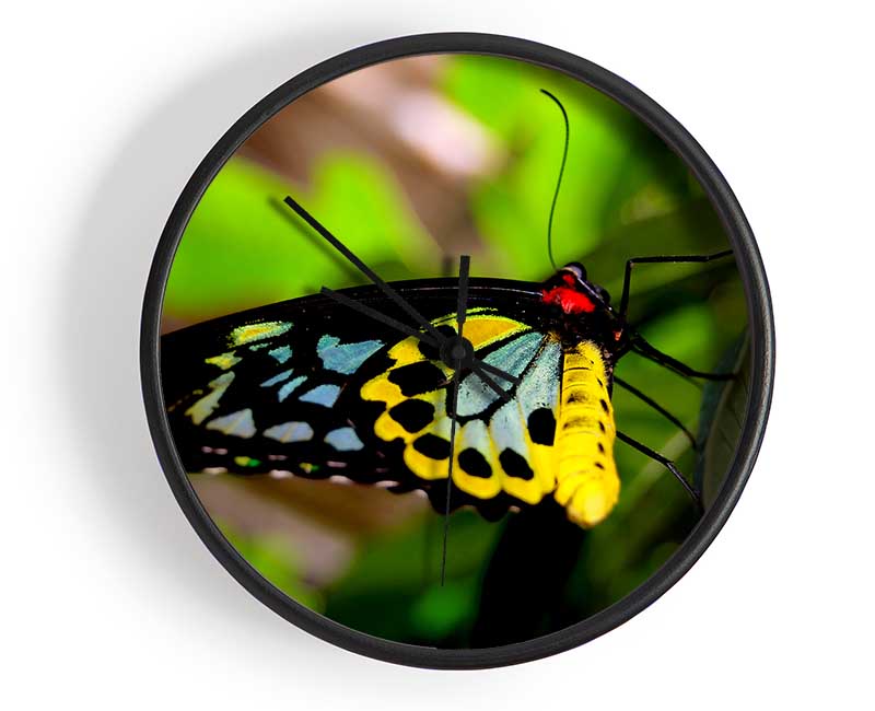 Beautiful Colourful Butterfly Clock - Wallart-Direct UK