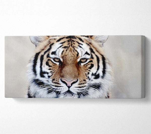 Schöner Tiger