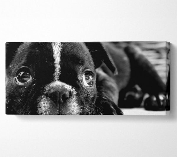 Schwarzer französischer Bulldoggenwelpe