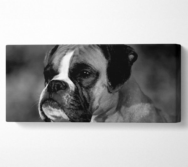 Boxer-Schönheit
