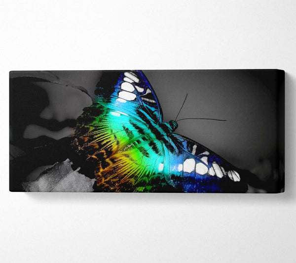 Heller Schmetterling
